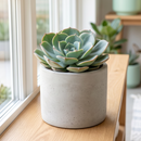 2 inch Echeveria 'Taco' for sale. Echeveria 'Taco' is a charming succulent known for its unusual spoon-shaped leaves that curl inward, giving it a one-of-a-kind appearance. It grows best in bright light with fast-draining soil and needs minimal watering to stay healthy. This low-maintenance succulent is ideal for windowsills, desks, or decorative succulent arrangements.