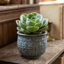 8-pack of 2" live plants for sale. Pick eight favorite plants and enjoy a variety of compact plants in 2" pots. Great for plant collections, gifting, decorating small spaces, and indoor gardening.