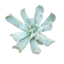 2 inch Echeveria runyonii 'Topsy Turvy' for sale. Echeveria runyonii 'Topsy Turvy' is admired for its distinctive twisted foliage and compact growth habit. It grows best in full sun to bright, indirect light and requires infrequent watering. This eye-catching succulent is ideal for beginners and collectors alike.