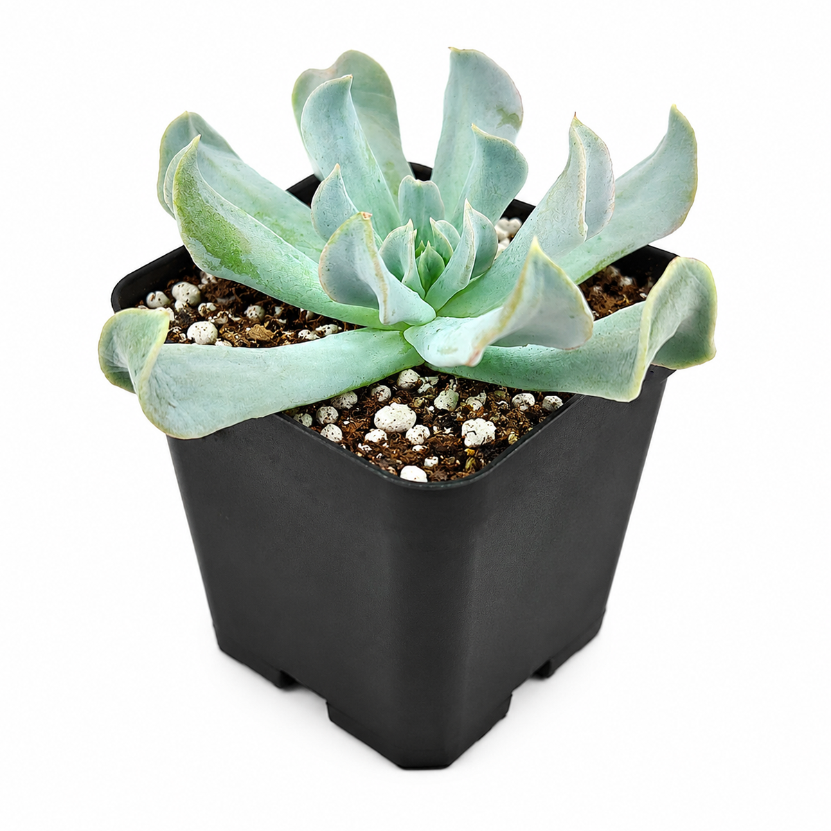 Buy Echeveria runyonii 'Topsy Turvy' 2 inch online. This charming succulent features thick, curved leaves with a soft blue-green color that adds texture to any plant display. It prefers well-draining soil and plenty of bright light for healthy growth. A wonderful choice for indoor spaces and succulent arrangements.