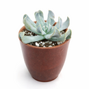 2 inch Echeveria runyonii 'Topsy Turvy' for sale. Echeveria runyonii 'Topsy Turvy' is admired for its distinctive twisted foliage and compact growth habit. It grows best in full sun to bright, indirect light and requires infrequent watering. This eye-catching succulent is ideal for beginners and collectors alike.