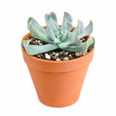 2 inch Echeveria runyonii 'Topsy Turvy' for sale. Echeveria runyonii 'Topsy Turvy' is admired for its distinctive twisted foliage and compact growth habit. It grows best in full sun to bright, indirect light and requires infrequent watering. This eye-catching succulent is ideal for beginners and collectors alike.