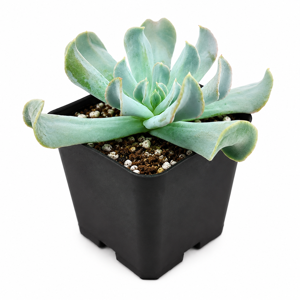 2 inch Echeveria runyonii 'Topsy Turvy' for sale. Known for its unusual curled leaves, Echeveria runyonii 'Topsy Turvy' brings sculptural beauty to any succulent collection. It is drought tolerant and easy to maintain with occasional watering. This compact plant is perfect for desks, shelves, and decorative planters.

