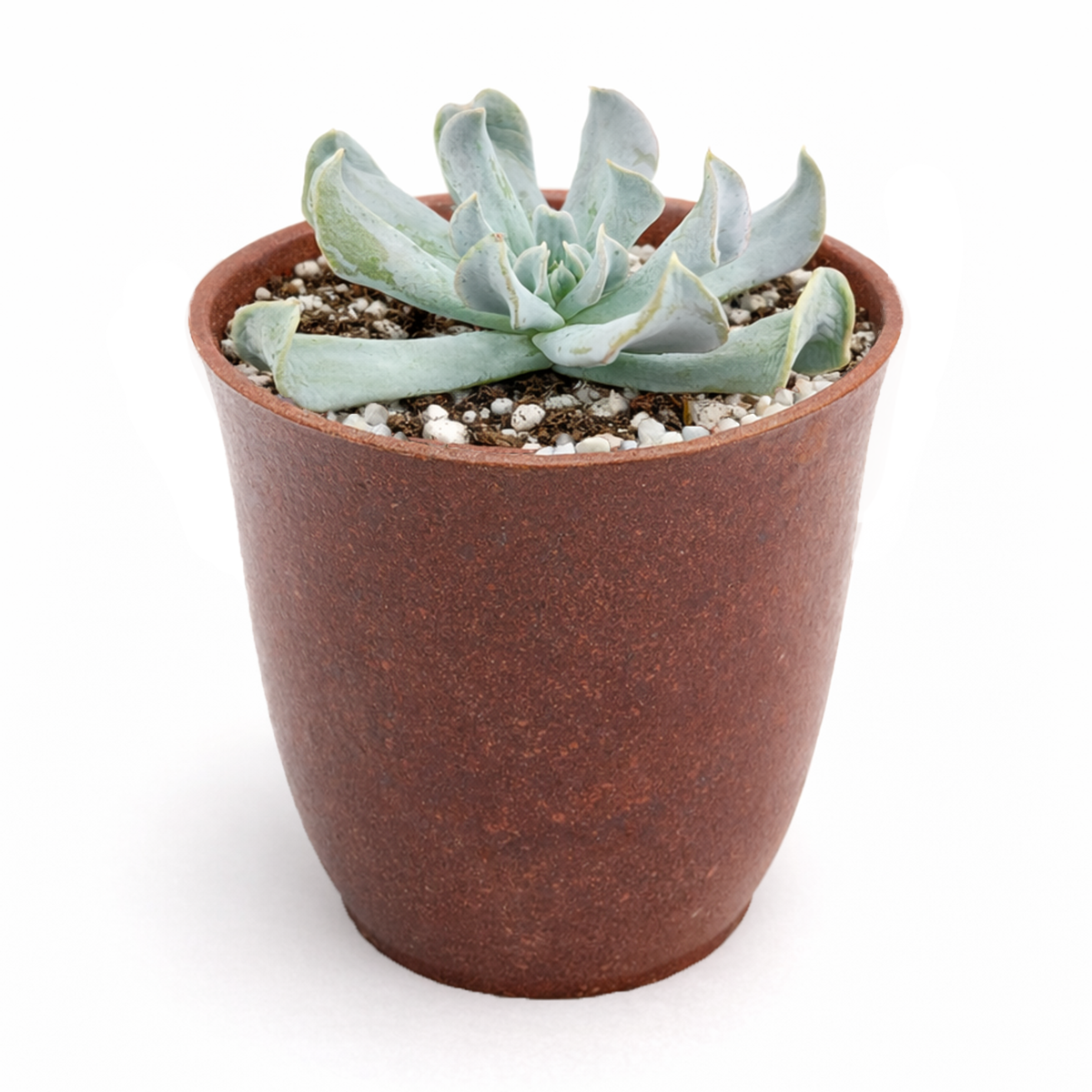 Buy Echeveria runyonii 'Topsy Turvy' 2 inch online. This distinctive succulent is prized for its twisted foliage and elegant blue-green tones that create a unique visual appeal. It thrives with bright light, good drainage, and minimal watering. A great option for succulent enthusiasts and beginner plant owners.