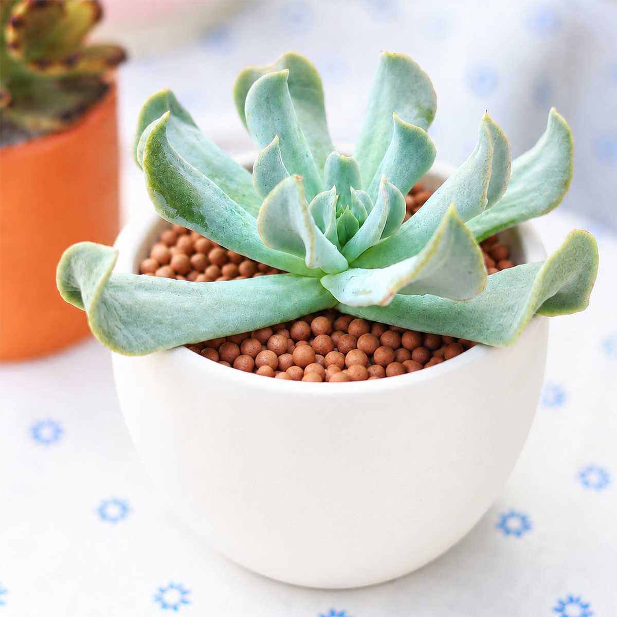 Buy Echeveria runyonii 'Topsy Turvy' 2 inch online. Echeveria runyonii 'Topsy Turvy' is a unique succulent with curled blue-green leaves that form a striking rosette. It thrives in bright light and well-draining soil with minimal watering. This low-maintenance plant is perfect for windowsills, succulent gardens, and indoor collections.