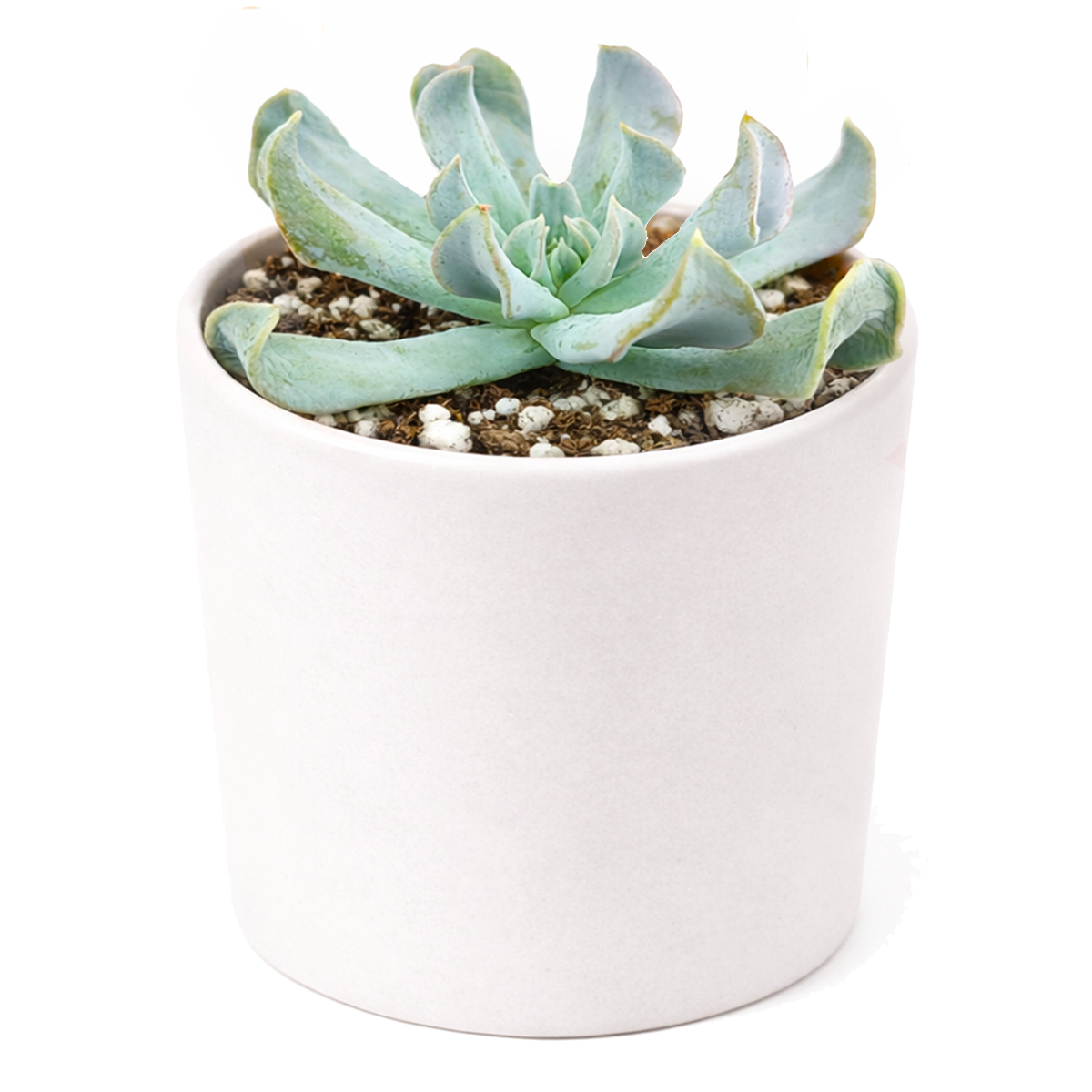 2 inch Echeveria runyonii 'Topsy Turvy' for sale. Echeveria runyonii 'Topsy Turvy' is an easy-care succulent with eye-catching curled leaves arranged in a compact rosette. It grows well in bright conditions and prefers soil that drains quickly between waterings. This hardy plant is perfect for indoor displays, gifts, and succulent collections.