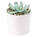2 inch Echeveria runyonii 'Topsy Turvy' for sale. Echeveria runyonii 'Topsy Turvy' is admired for its distinctive twisted foliage and compact growth habit. It grows best in full sun to bright, indirect light and requires infrequent watering. This eye-catching succulent is ideal for beginners and collectors alike.