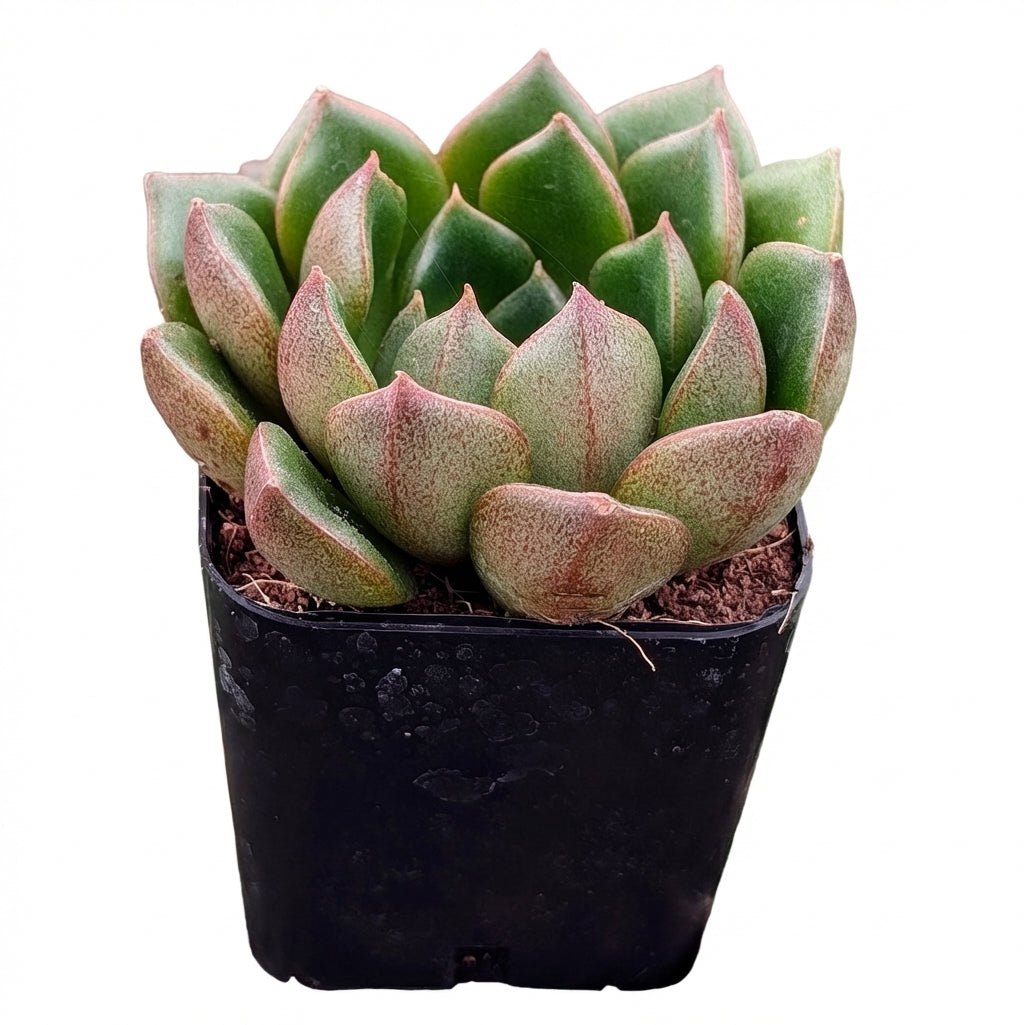Echeveria Tortuga succulent for sale online, green succulent, succulent gift ideas