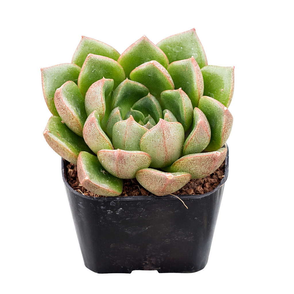 Echeveria Tortuga in California, How to grow Echeveria Tortuga, rare succulents, rare succulents for sale, unique succulents