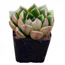 Echeveria Tortuga succulent for sale online, green succulent, succulent gift ideas