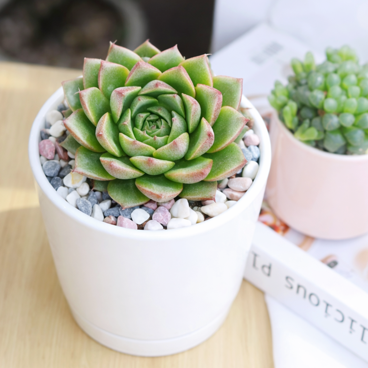 Echeveria Tortuga succulent for sale online, green succulent, succulent gift ideas