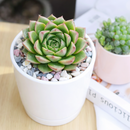 Echeveria Tortuga succulent for sale online, green succulent, succulent gift ideas