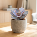 8-pack of 2" live plants for sale. Pick eight favorite plants and enjoy a variety of compact plants in 2" pots. Great for plant collections, gifting, decorating small spaces, and indoor gardening.
