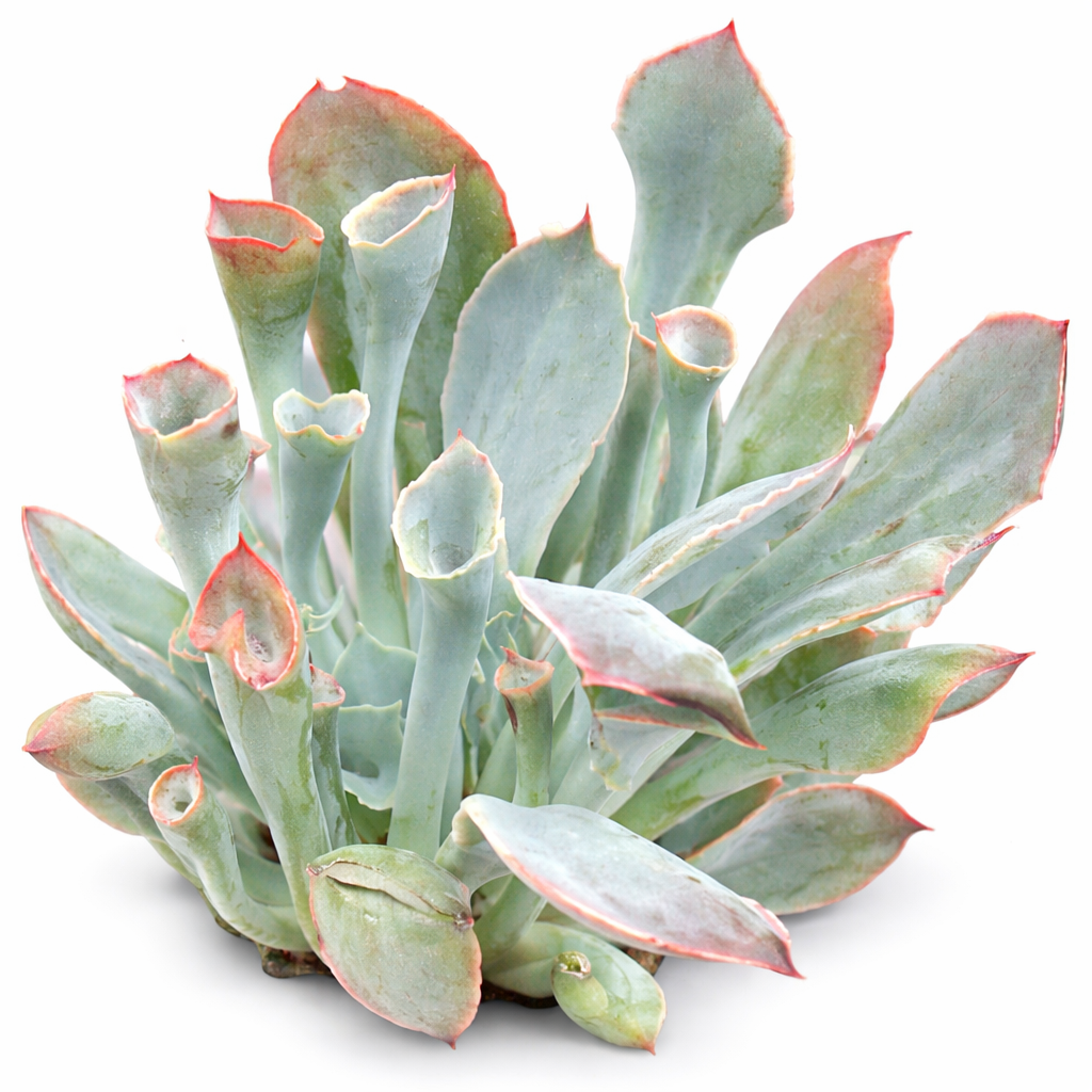 2 inch Echeveria ‘Trumpet Pinky’, green succulents, indoor succulents, succulent care guide, buy succulents online