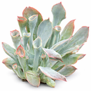Buy an 8-pack of 4" live plants online. Choose eight plants of your choice to create a lush and diverse collection in 4" pots. Perfect for filling larger spaces, decorating your home or office, and growing your plant collection.