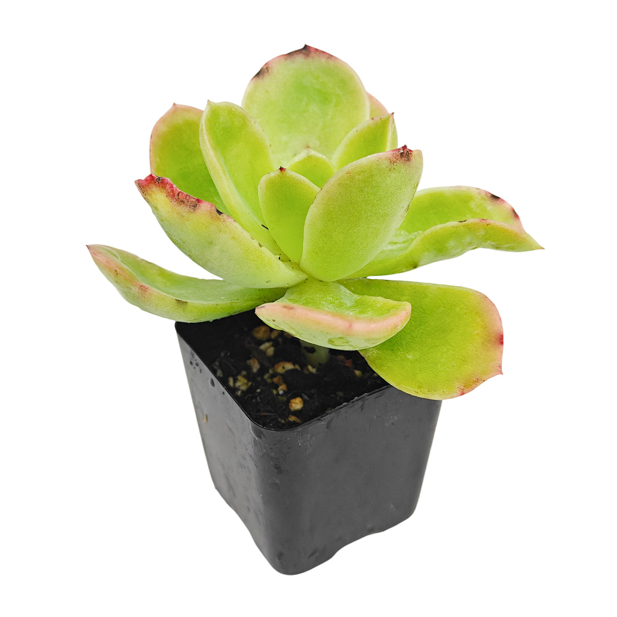 buy Echeveria 'Tulip' 2 inch live plant online, drought tolerant succulent houseplant, compact colorful succulent variety, low maintenance succulent plant, decorative potted echeveria