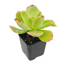2 inch Echeveria 'Tulip' live succulent plant for sale, sun loving echeveria plant, hardy drought resistant succulent, unique succulent for plant collectors, decorative succulent centerpiece arrangement