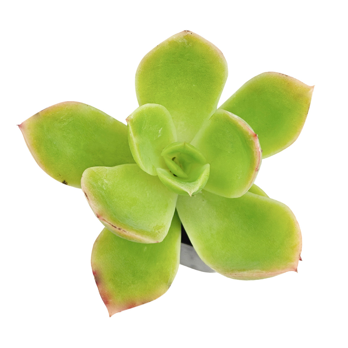 Echeveria Tulip for sale, how to grow succulents, succulent plant, succulent care tips, succulent subscription, succulents garden, Succulents, Succulents shop near me, Rare succulents, Echeveria Tulip in California, How to grow Echeveria Tulip, rare succulents, rare succulents for sale, unique succulents, buy succulents online, rare succulent, succulent shop, unusual succulents, succulent store, succulents online