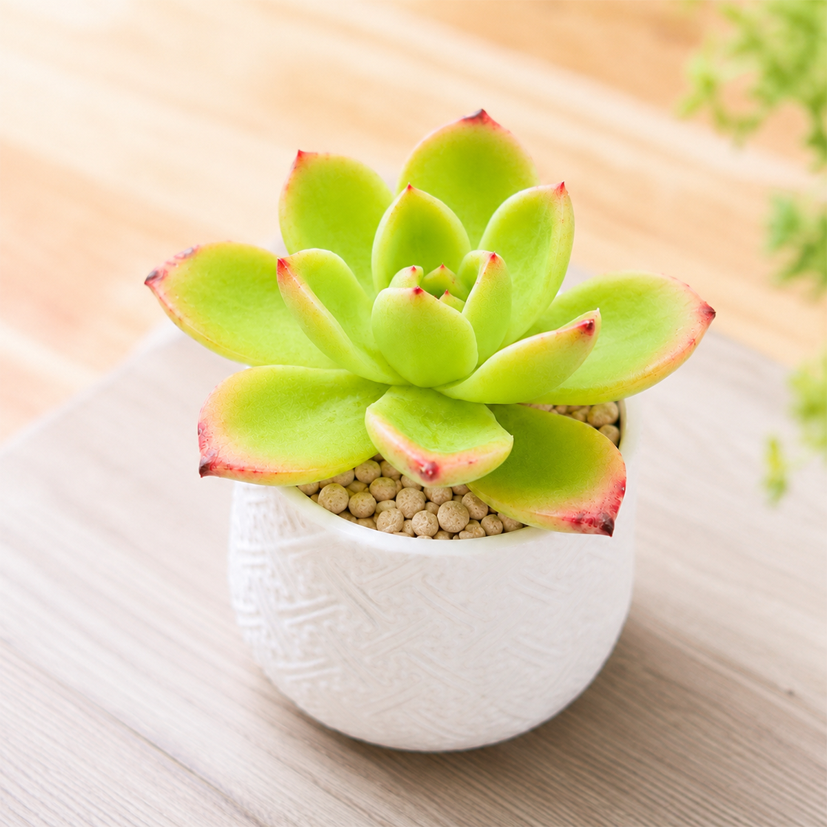 Echeveria 'Tulip'