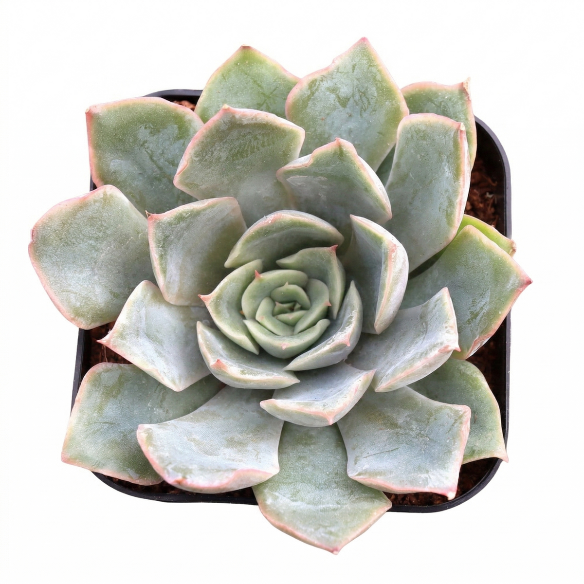 Echeveria 'Tynie Burger', green succulents, indoor outdoor succulents, succulent care guide, buy succulents online