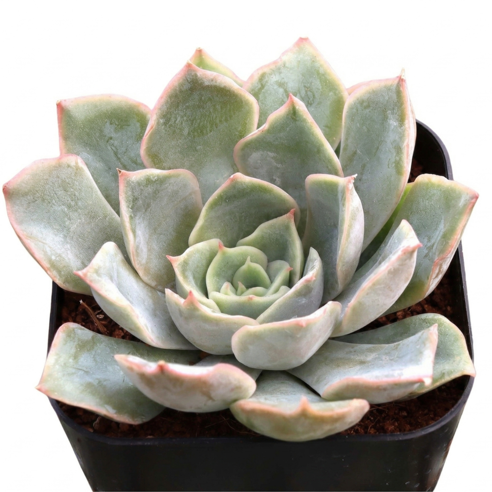 2 inch Echeveria 'Tynie Burger', green succulents, indoor outdoor succulents, succulent care guide, buy succulents online