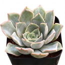 Echeveria 'Tynie Burger' in a plastic pot, green succulents, indoor outdoor succulents, succulent care guide, buy succulents online
