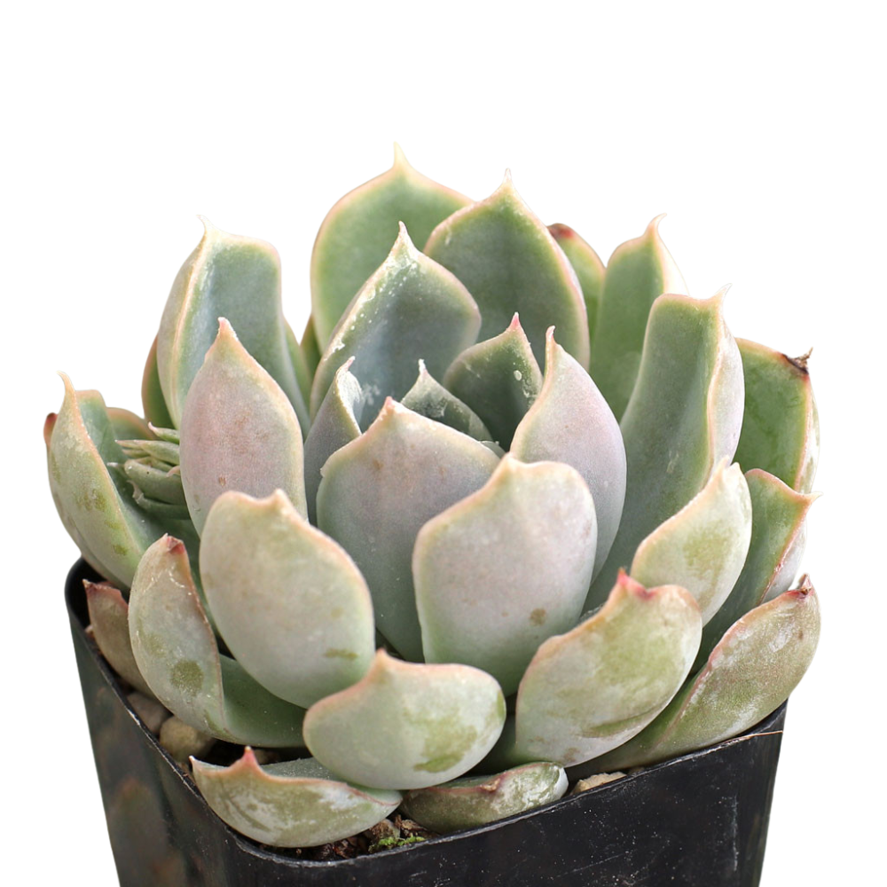 succulent burger Echeveria 'Tynie Burger' - Easy Care Succulent