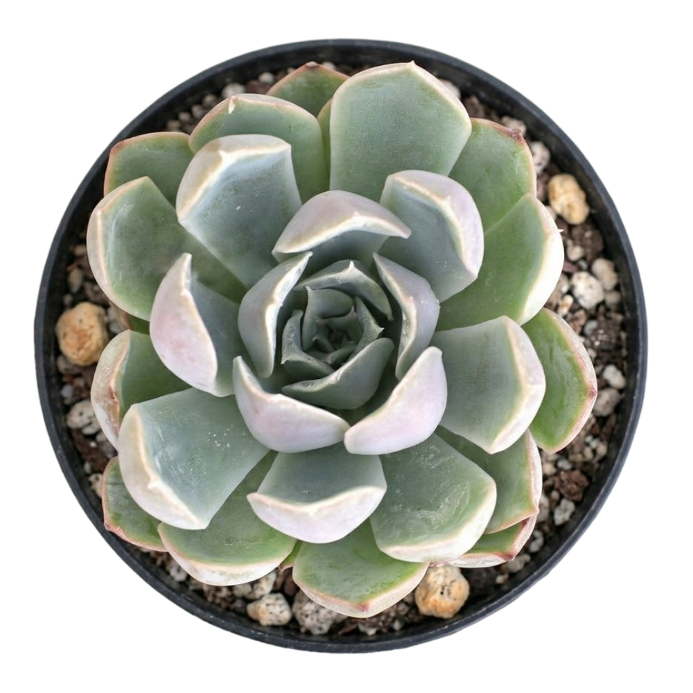 Echeveria 'Tynie Burger' in a plastic pot, green succulents, indoor outdoor succulents, succulent care guide, buy succulents online