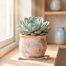 8-pack of 2" live plants for sale. Pick eight favorite plants and enjoy a variety of compact plants in 2" pots. Great for plant collections, gifting, decorating small spaces, and indoor gardening.
