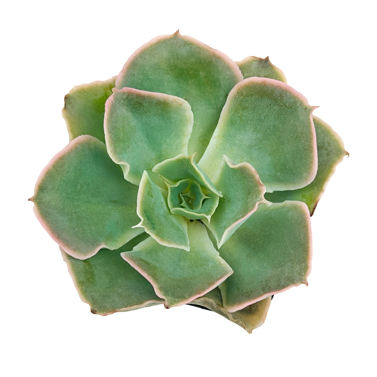 Echeveria Water Ripple in California, How to grow Echeveria Water Ripple, rare succulents, rare succulents for sale, unique succulents