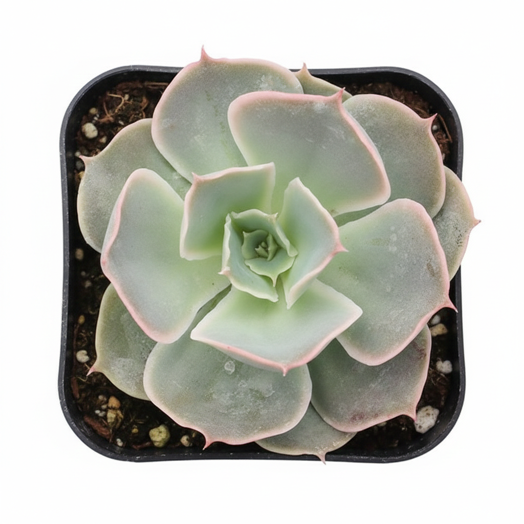 Drought-tolerant echeveria, Echeveria Water Ripple for sale, Buy echeveria Water Ripple online, Collectible echeveria plant