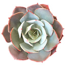 Buy an 8-pack of 2" live succulents online. A versatile collection of eight small succulent plants, ideal for events, party favors, gifts, and succulent projects.