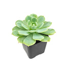 buy 2 inch Echeveria 'Abalone' live plant online, exotic echeveria collection plant, stylish desk decor succulent, rosette succulent with blush pink tones, succulent for fairy gardens