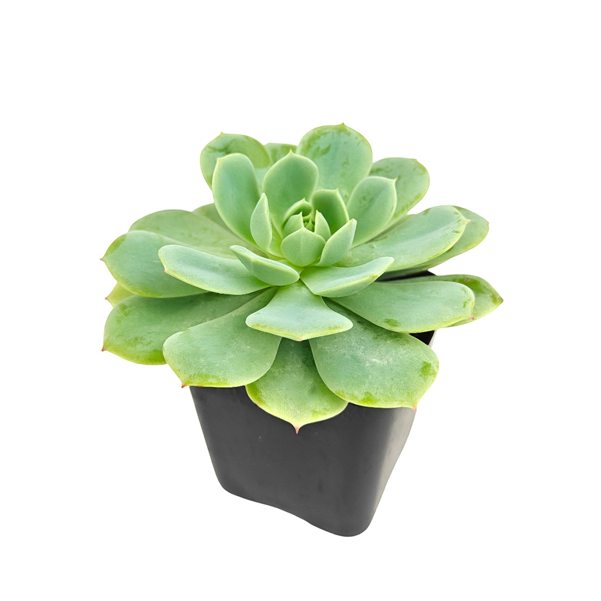 2 inch Echeveria 'Abalone' live plant for sale, low maintenance succulent plant, decorative potted echeveria, elegant ruffled succulent leaves, collectible echeveria succulent