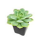 buy 2 inch Echeveria 'Abalone' live plant online, exotic echeveria collection plant, stylish desk decor succulent, rosette succulent with blush pink tones, succulent for fairy gardens