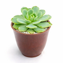 buy 2 inch Echeveria 'Abalone' live plant online, exotic echeveria collection plant, stylish desk decor succulent, rosette succulent with blush pink tones, succulent for fairy gardens
