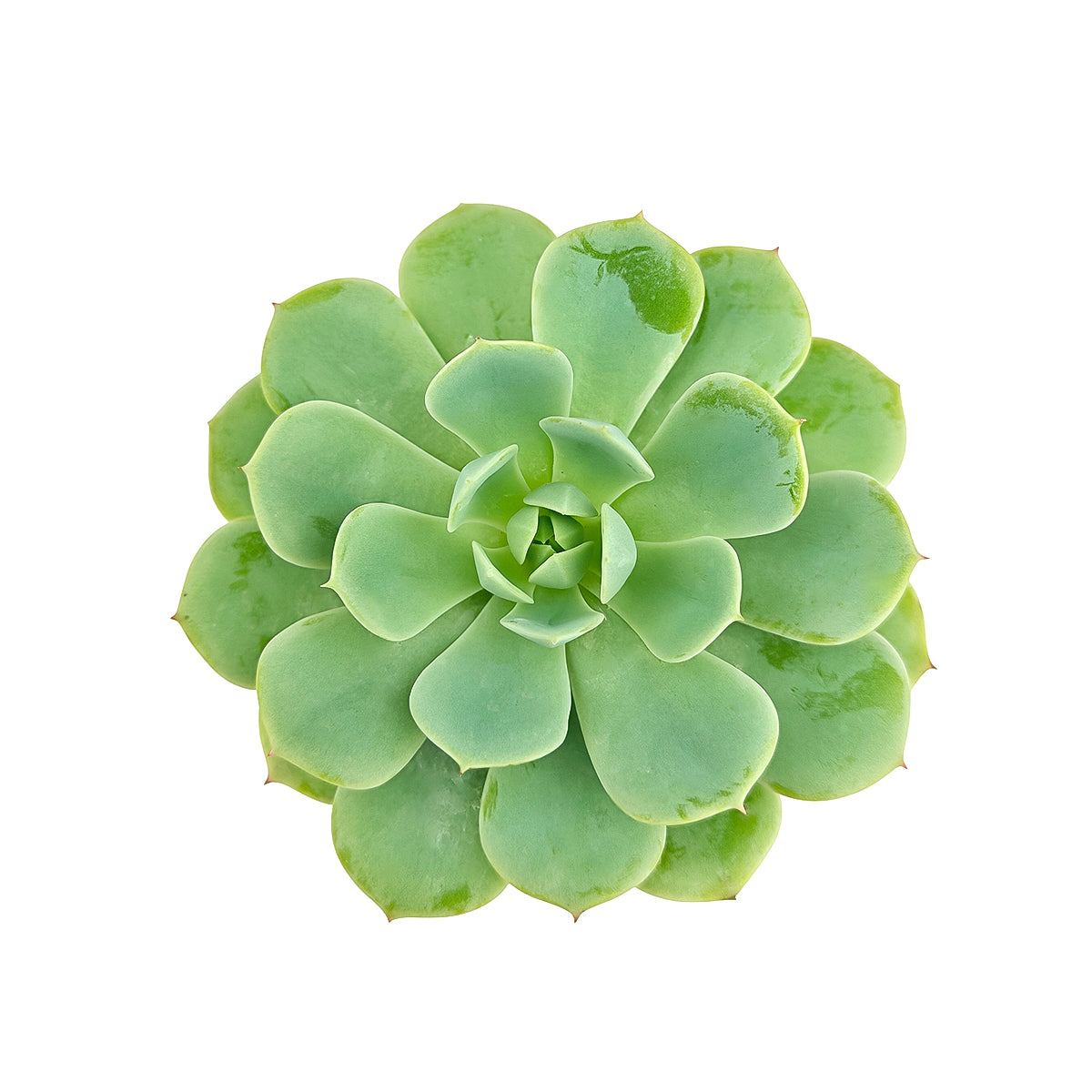 2 inch Echeveria Abalone, purple succulents, indoor succulents, succulent care guide, buy succulents online