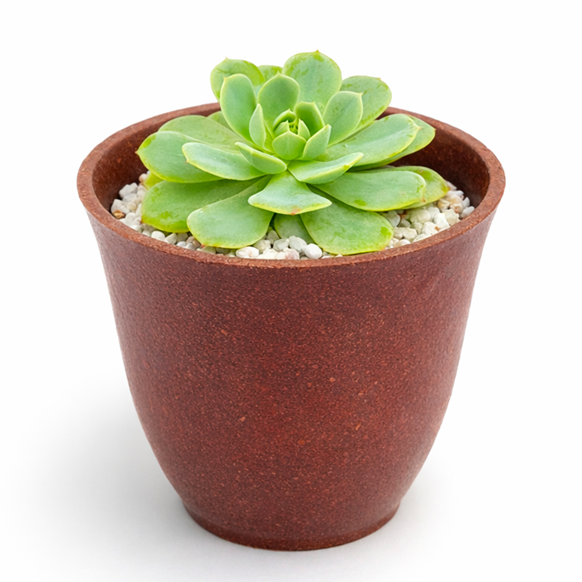 buy 2 inch Echeveria 'Abalone' live plant online, exotic echeveria collection plant, stylish desk decor succulent, rosette succulent with blush pink tones, succulent for fairy gardens