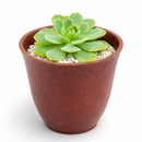 buy 2 inch Echeveria 'Abalone' live plant online, exotic echeveria collection plant, stylish desk decor succulent, rosette succulent with blush pink tones, succulent for fairy gardens