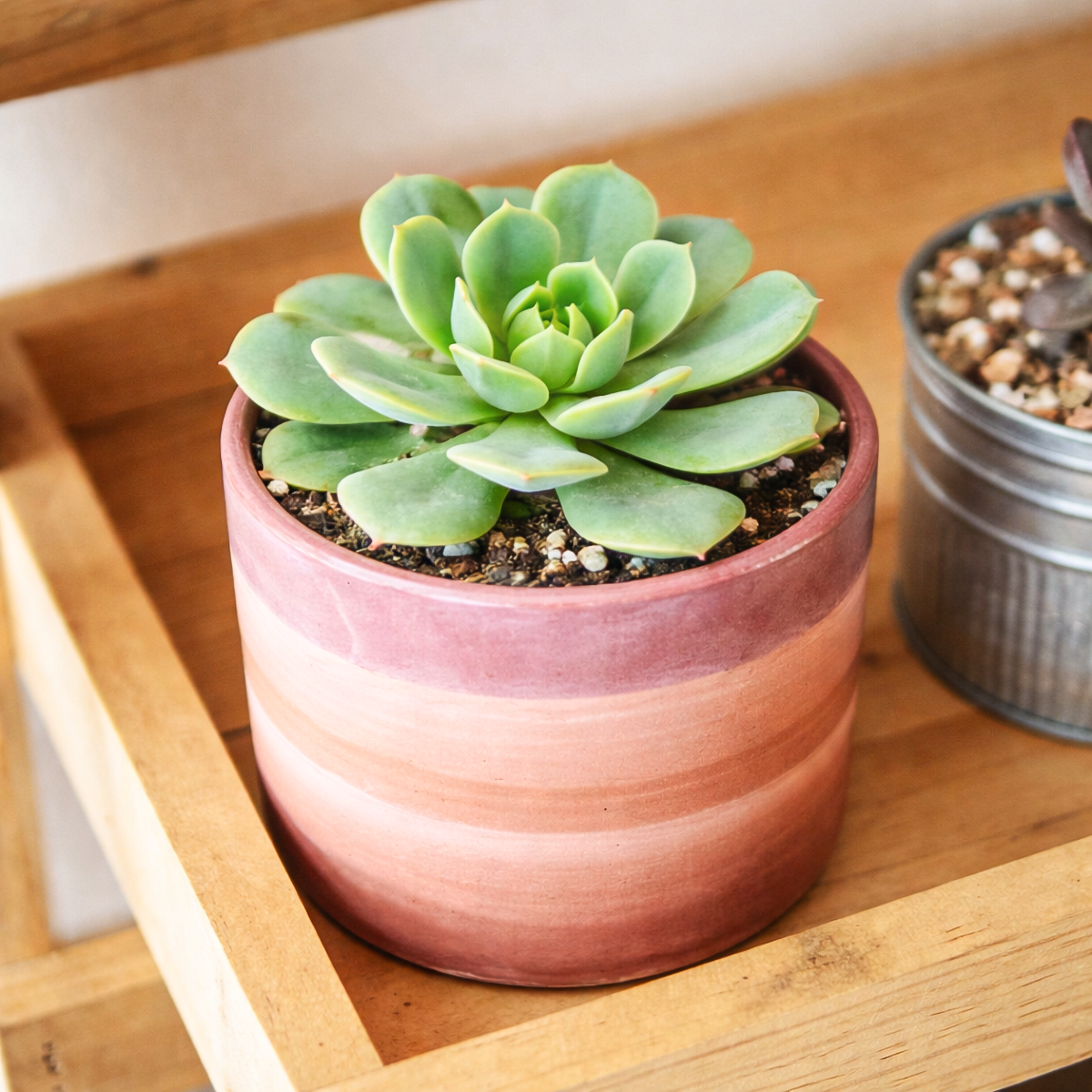 Echeveria Abalone