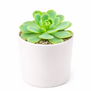 buy 2 inch Echeveria 'Abalone' live plant online, exotic echeveria collection plant, stylish desk decor succulent, rosette succulent with blush pink tones, succulent for fairy gardens