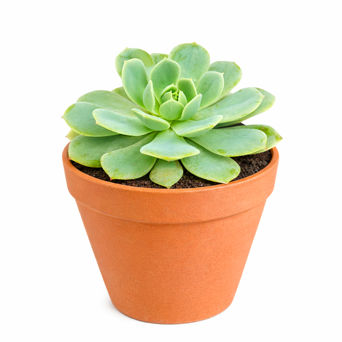 buy 2 inch Echeveria 'Abalone' live plant online, unique succulent for plant collectors, decorative succulent centerpiece, succulent gift for plant lovers, indoor outdoor ornamental succulent