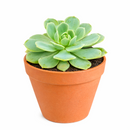 buy 2 inch Echeveria 'Abalone' live plant online, exotic echeveria collection plant, stylish desk decor succulent, rosette succulent with blush pink tones, succulent for fairy gardens