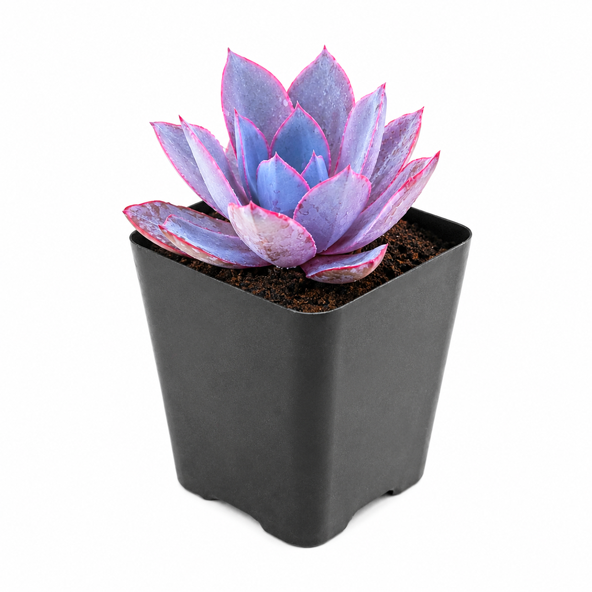 4 inch Echeveria 'Afterglow' live plant for sale, striking colorful succulent centerpiece, low maintenance succulent plant, decorative potted echeveria, broad powdery succulent leaves