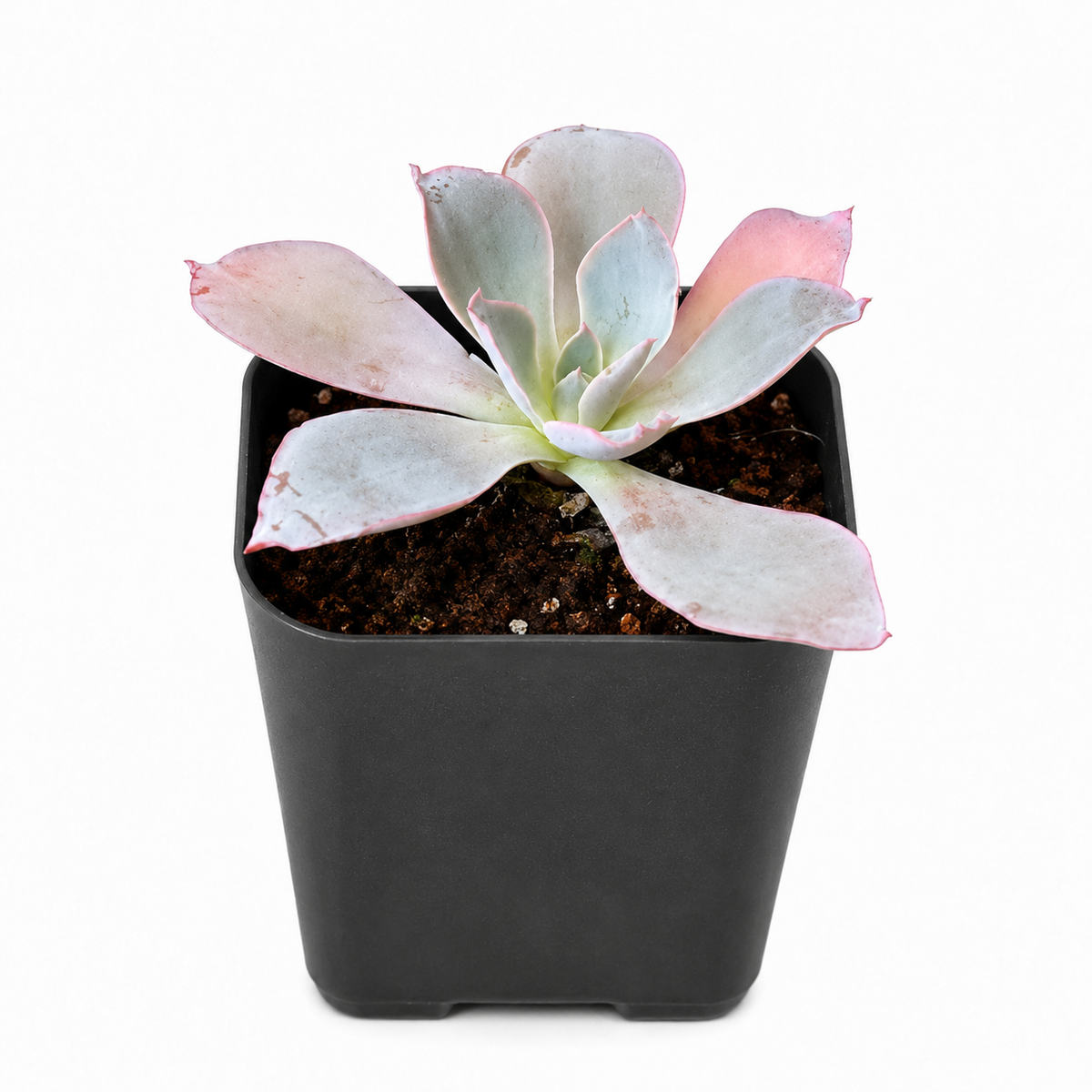 Echeveria Afterglow live plant for sale. Featuring broad pastel leaves in lavender, blue, and pink tones, this rosette succulent is a beautiful choice for plant collections. It prefers bright light, good drainage, and minimal watering.