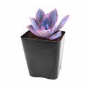 buy 4 inch Echeveria 'Afterglow' live plant online, hardy drought resistant succulent, unique succulent for plant collectors, decorative succulent centerpiece plant, succulent gift for plant lovers, indoor outdoor ornamental succulent, exotic echeveria collection plant