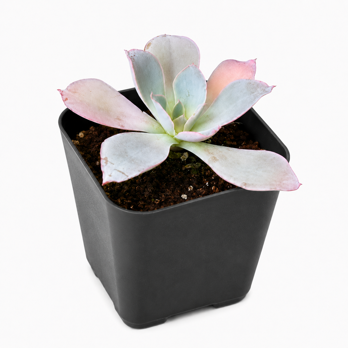 Buy Echeveria Afterglow succulent plant online. Its large, colorful rosette features soft blue-purple leaves with vibrant pink margins. This easy-care succulent grows well in bright light with occasional watering.