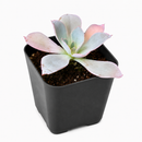 Buy an 8-pack of 4" live plants online. Choose eight plants of your choice to create a lush and diverse collection in 4" pots. Perfect for filling larger spaces, decorating your home or office, and growing your plant collection.