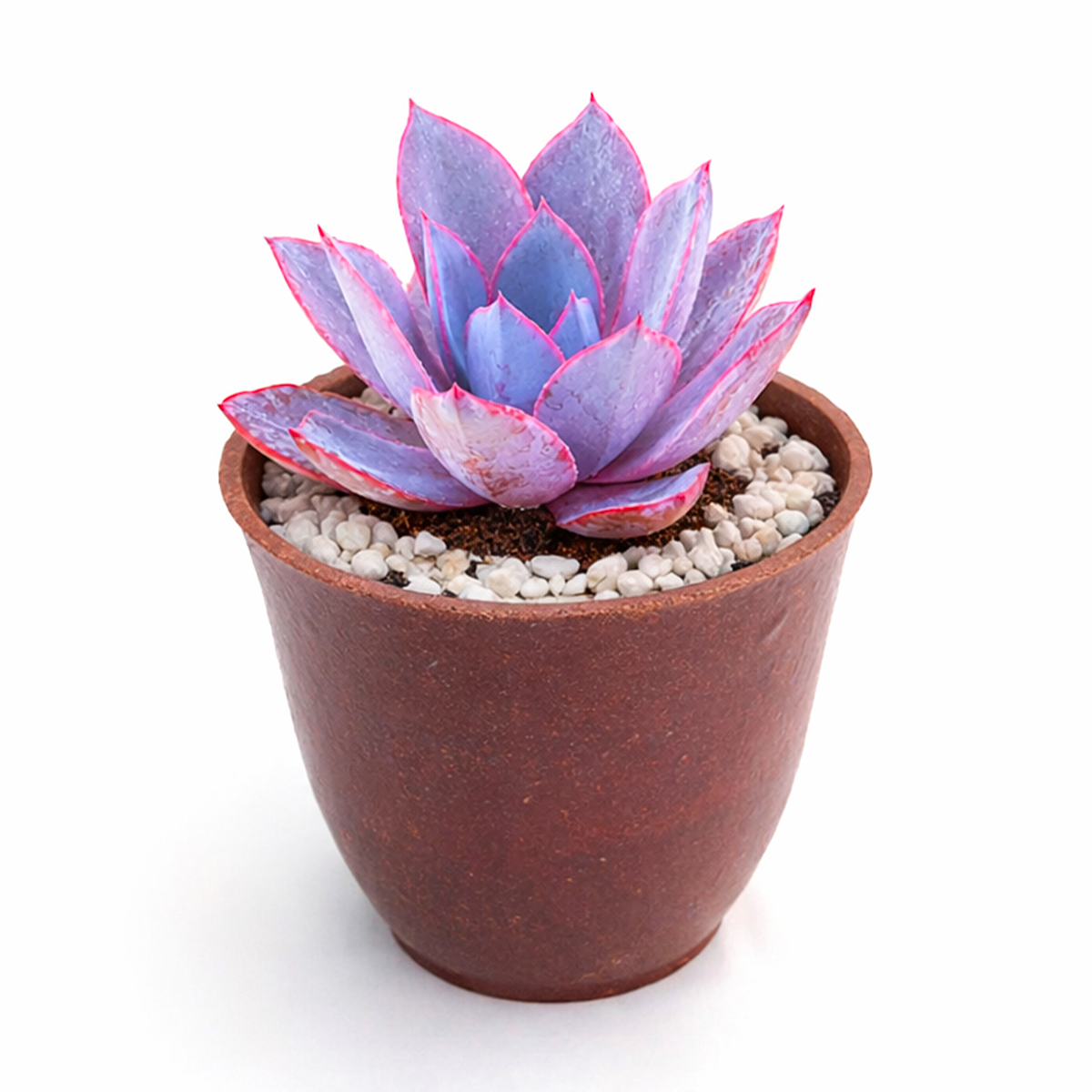 buy echeveria afterglow large rosette succulent online, pink and purple succulent, succulent wedding favors, succulent wedding centerpieces, succulent wedding bouquet, echeveria succulent types, rosette succulent types, echeveria pink edge, purple echeveria, rare succulent plants