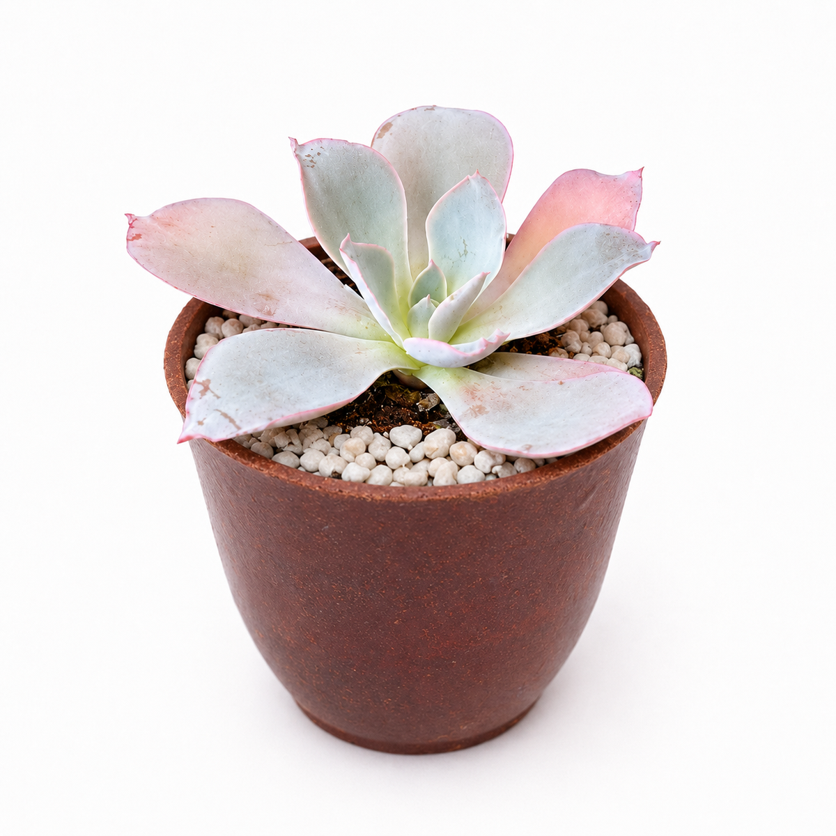 Buy Echeveria Afterglow plant online. This elegant succulent forms a large rosette of powdery lavender leaves accented with pink margins. It is easy to care for and does best with bright light, dry soil between waterings, and good drainage.
